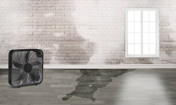 Best Water damage cleanup near me  in Lusby, MD